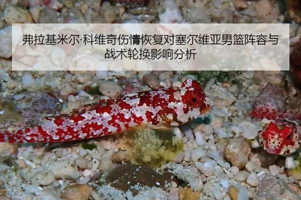 弗拉基米尔·科维奇伤情恢复对塞尔维亚男篮阵容与战术轮换影响分析